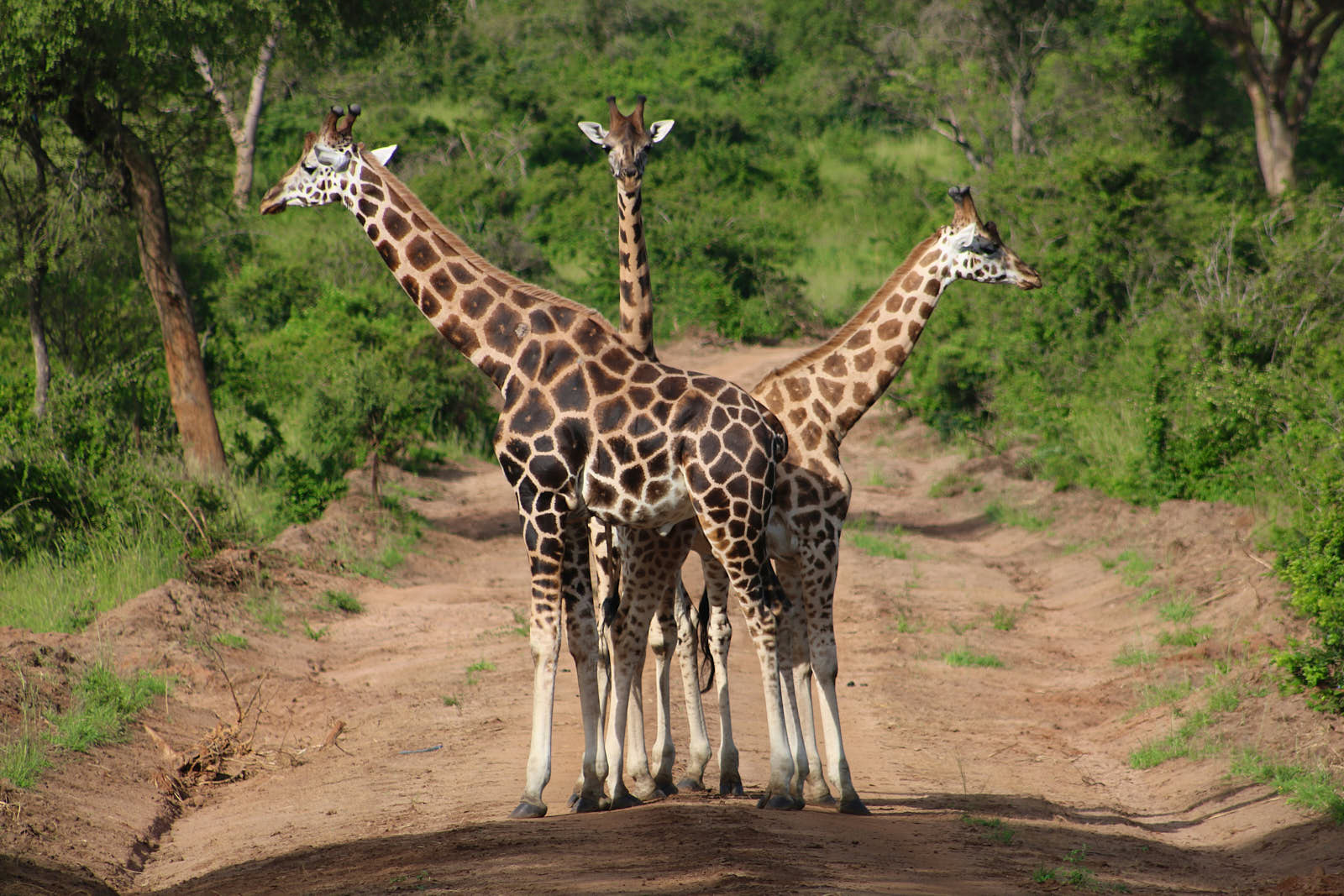 Жирафов в Murchison Falls очень много — всего их насчитывают четыре вида