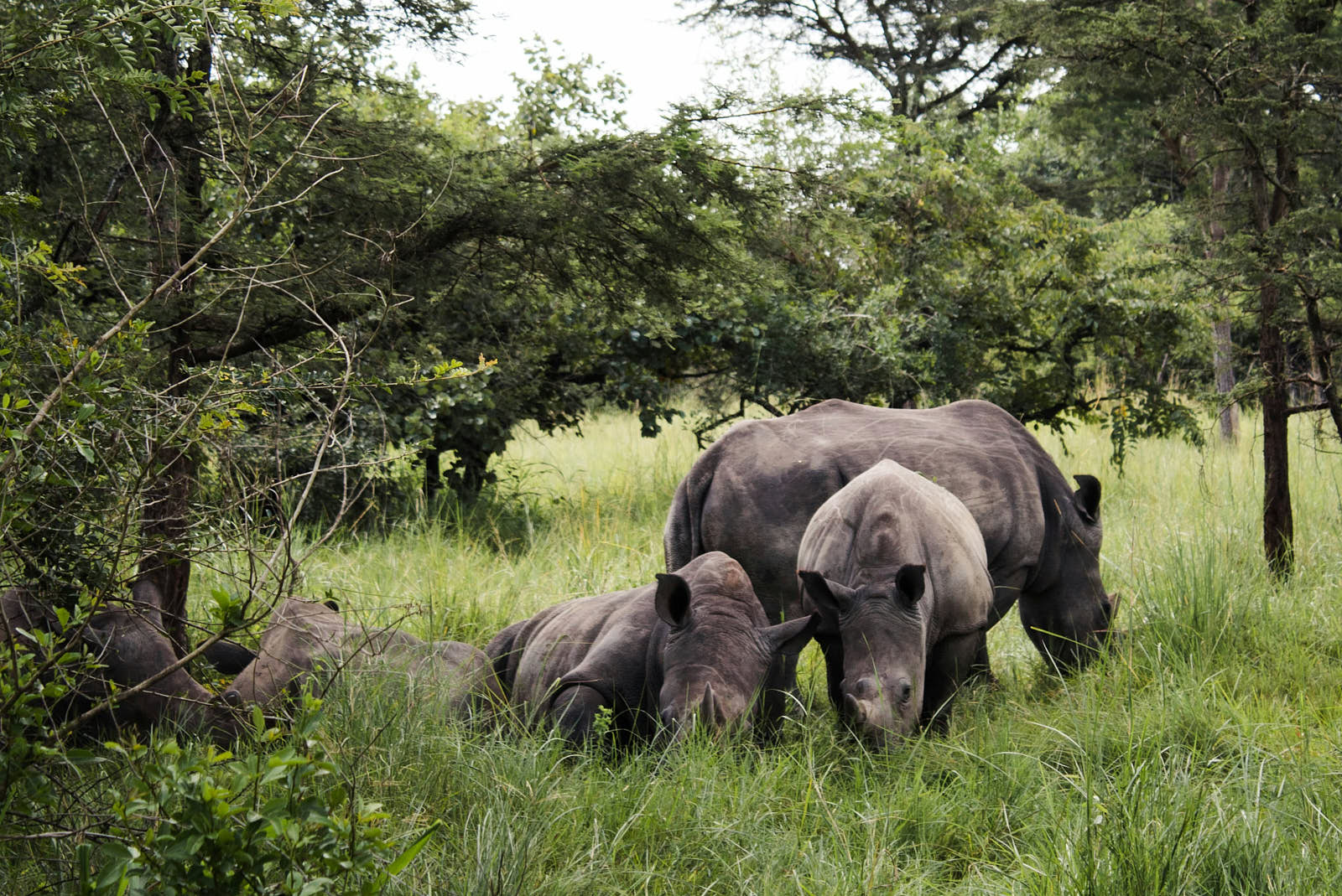 Если хотите увидеть, то заказник Ziwa Rhino Sanctuary — единственное место в Уганде, где можно это сделать