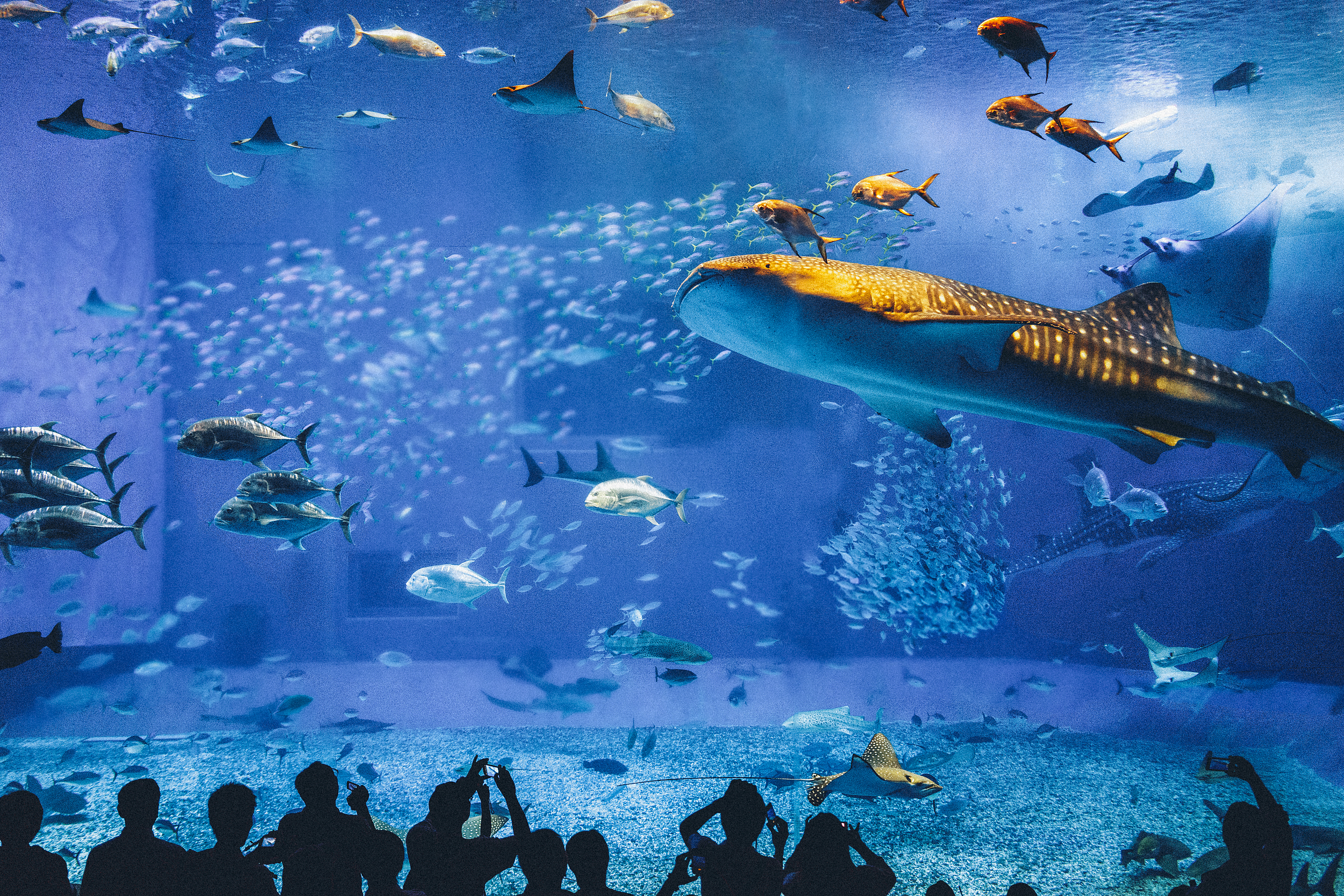 Okinawa Churaumi Aquarium