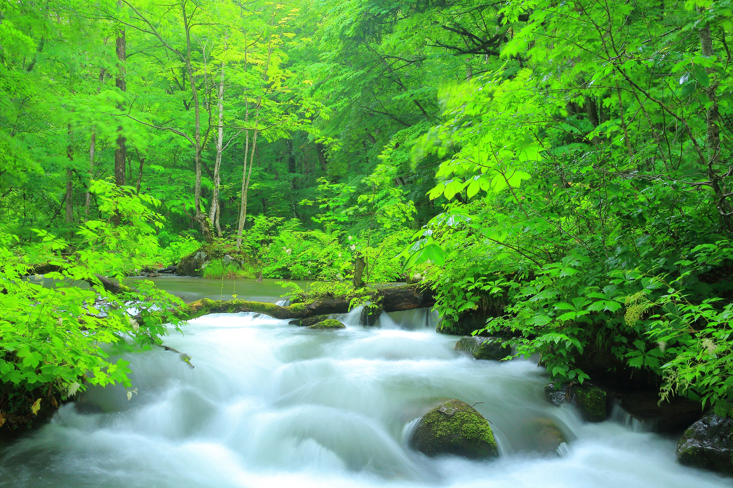 Oirase keiryū Gorge cover image