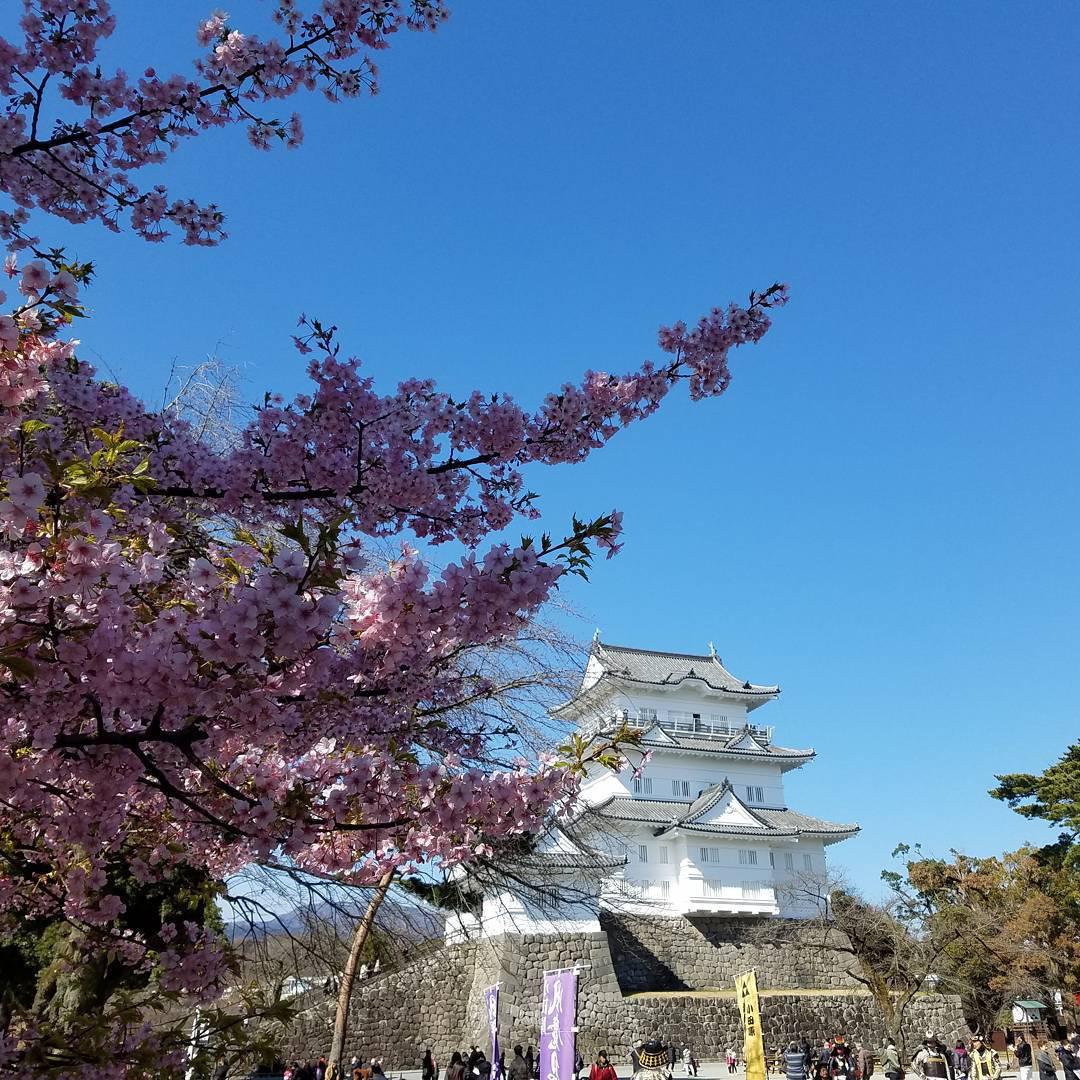 Odawara Castle Park cover image
