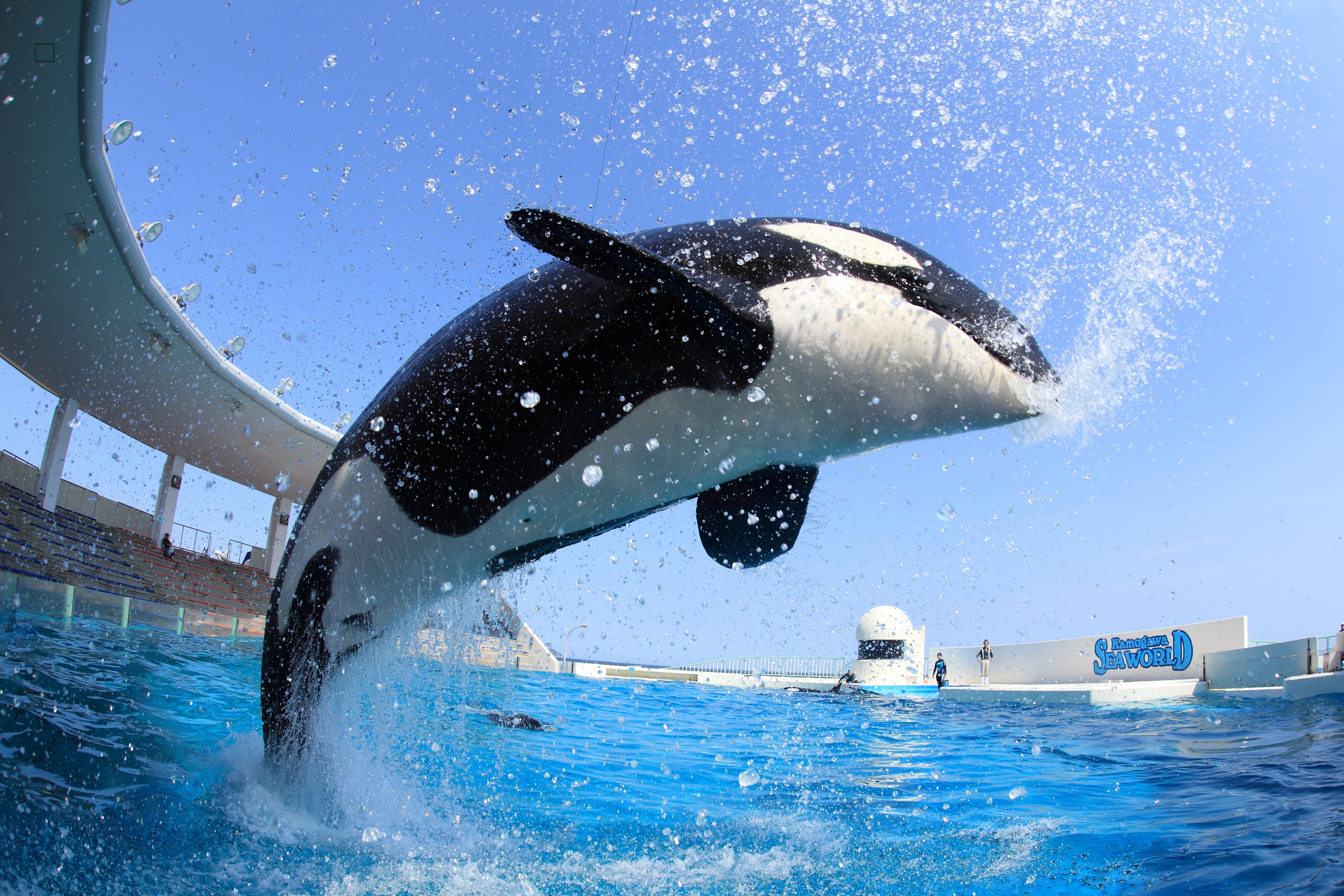 Kamogawa Seaworld cover image