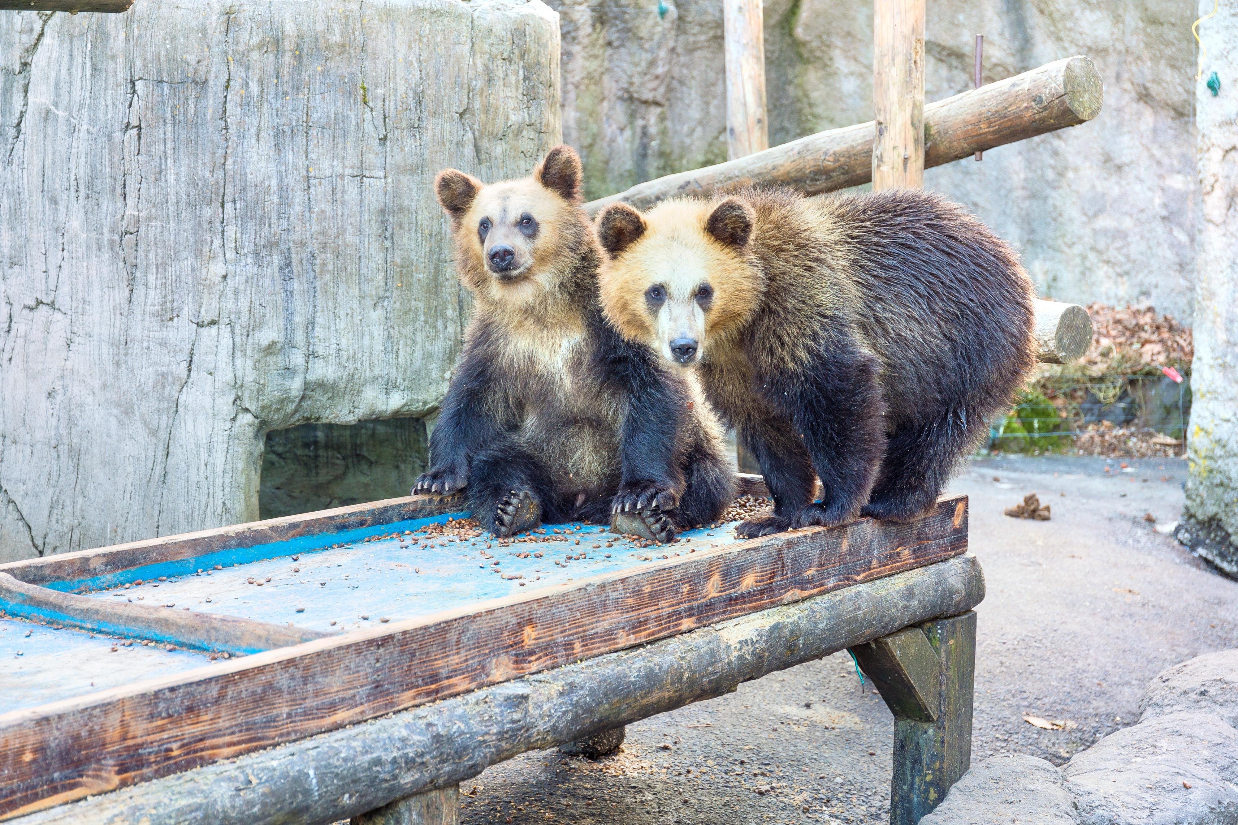 Showa Shinzan Bear Ranch cover image