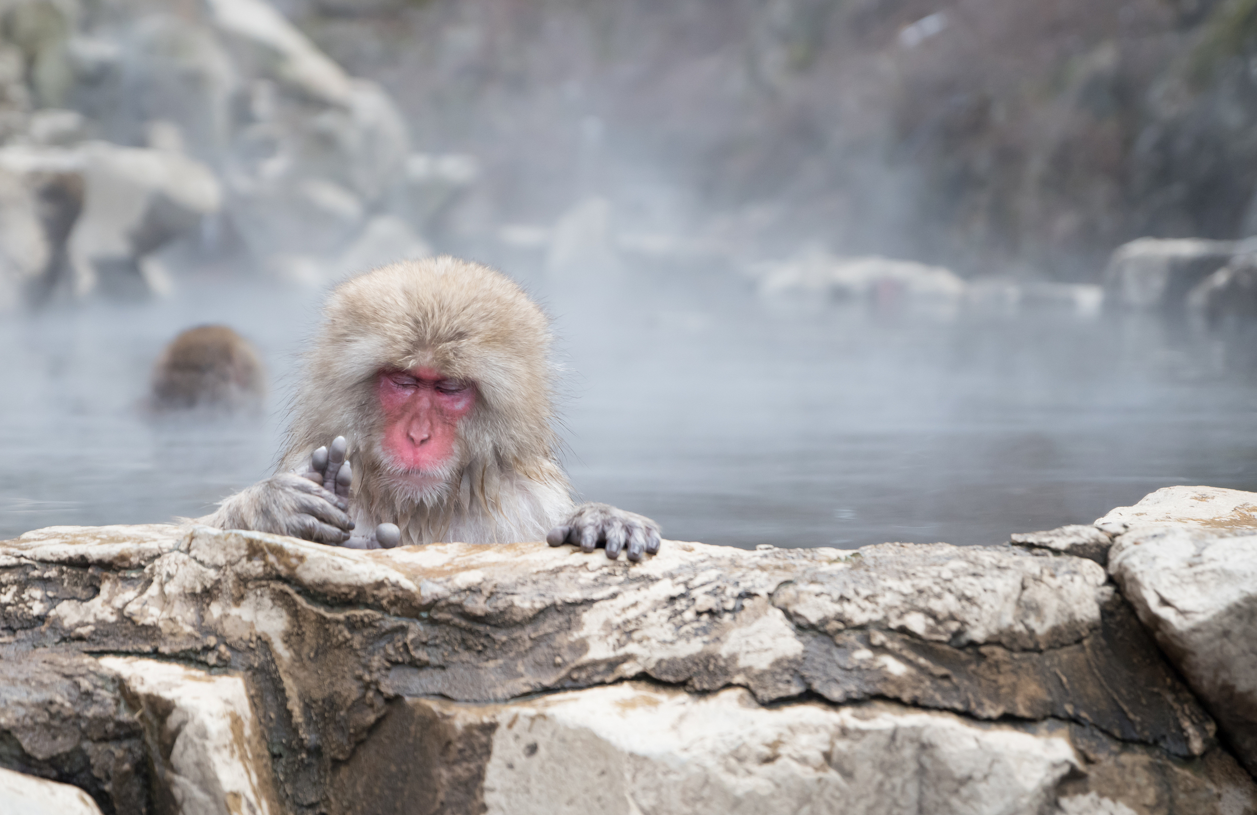 Jigokudani Monkey Park cover image