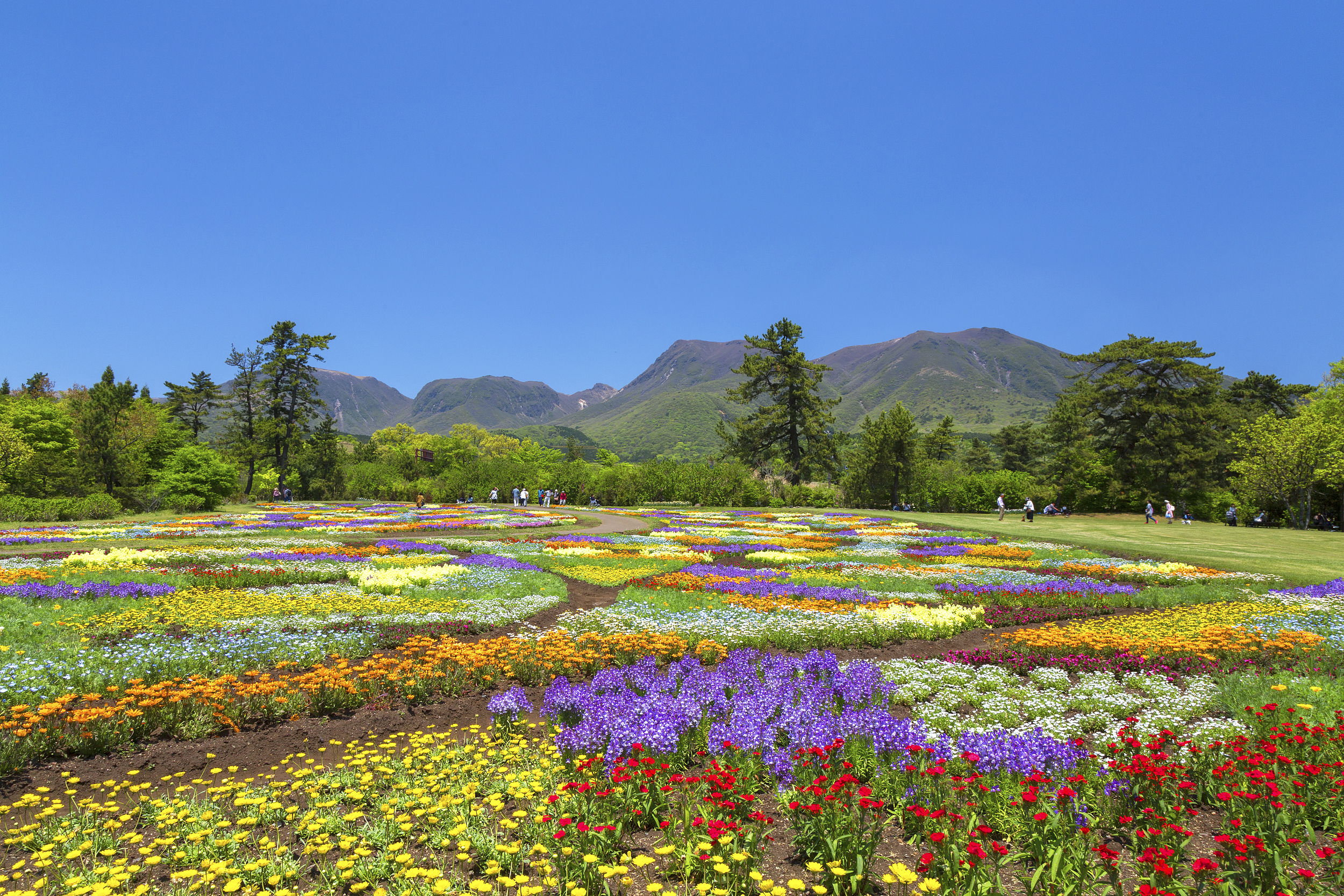 Kuju Flower Park cover image