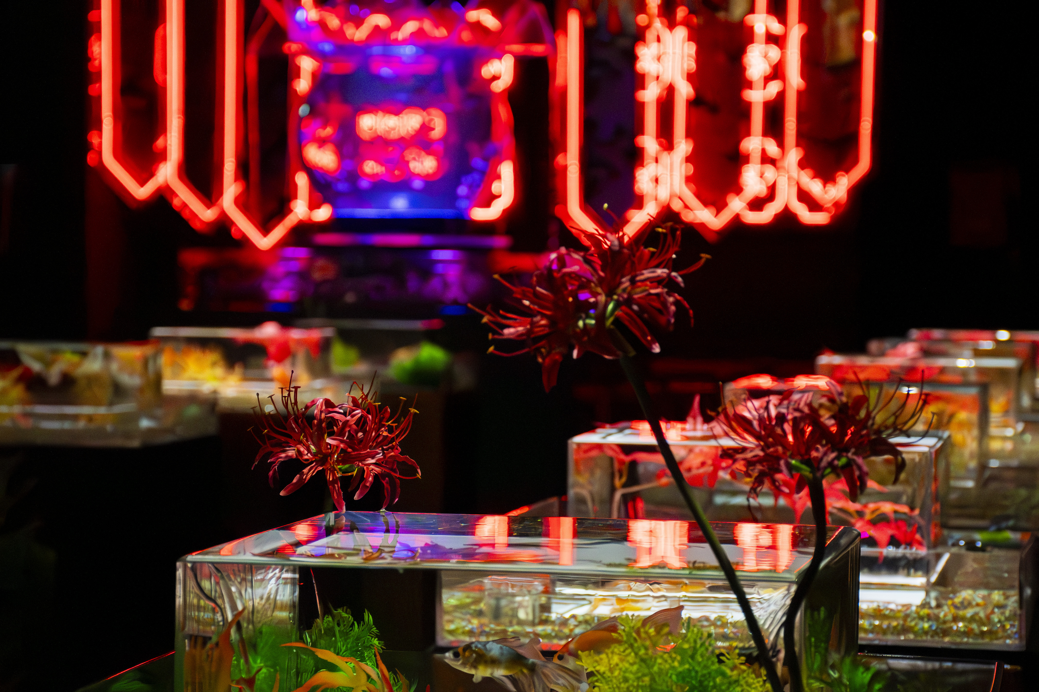 ART AQUARIUM MUSEUM cover image