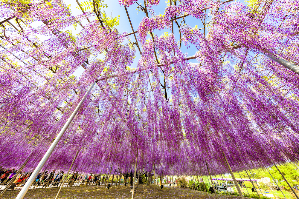 Ashikaga Flower Park cover image
