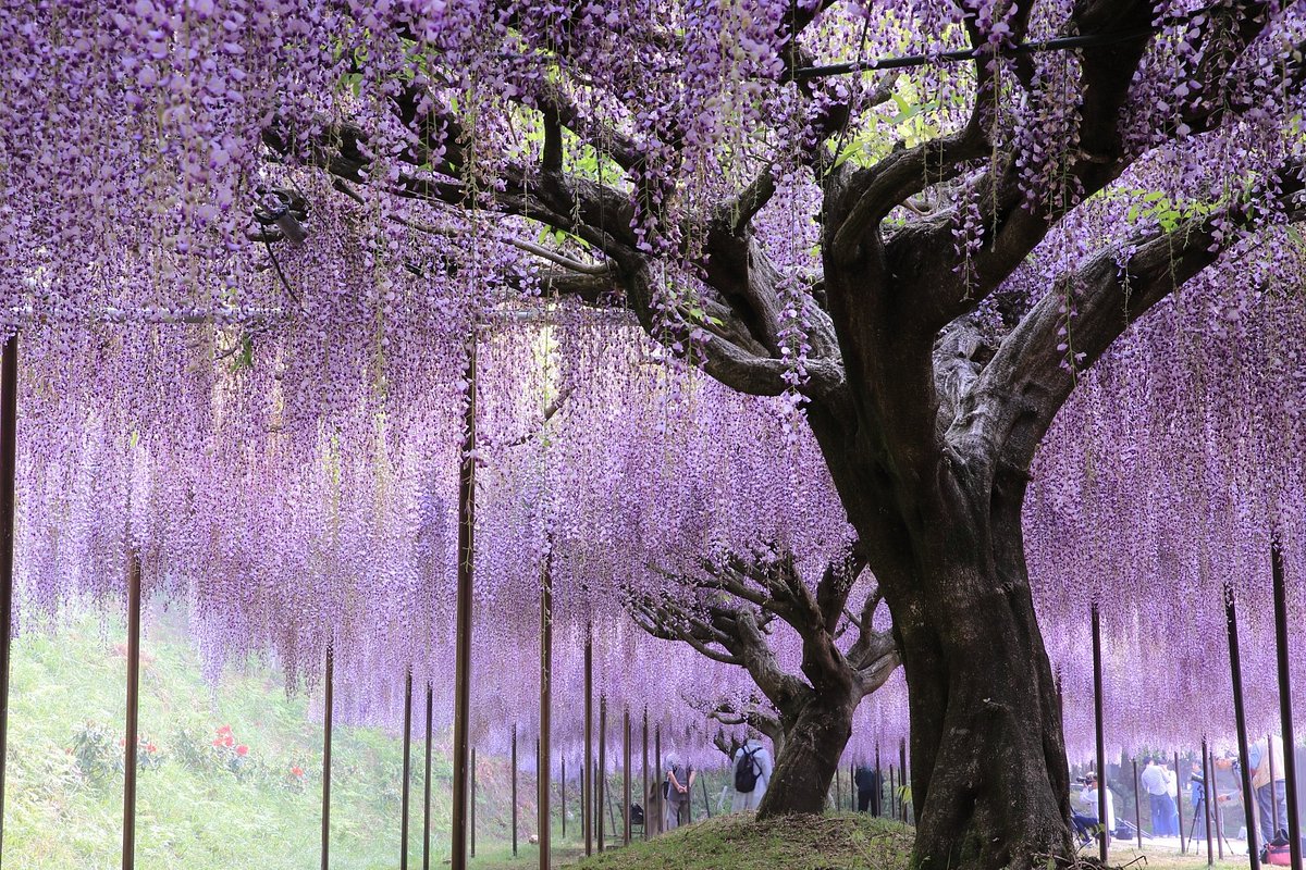 Byakkugoroji Temple cover image