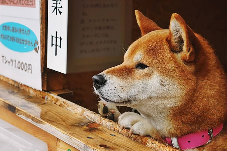 Dog's Roasted Sweet Potato Stand