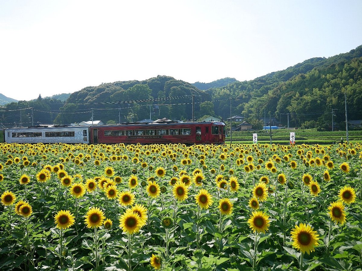 Himawari no Sato Manno cover image