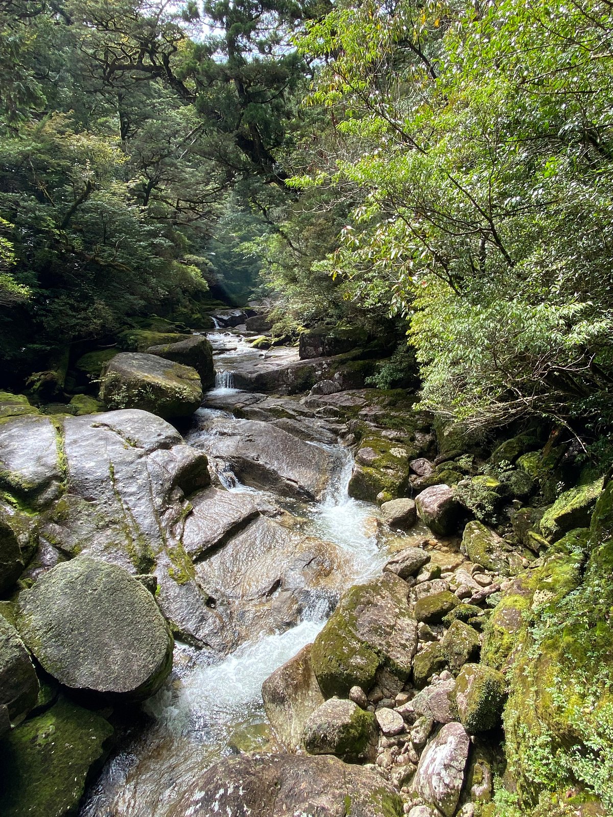 Yakusugi Land cover image