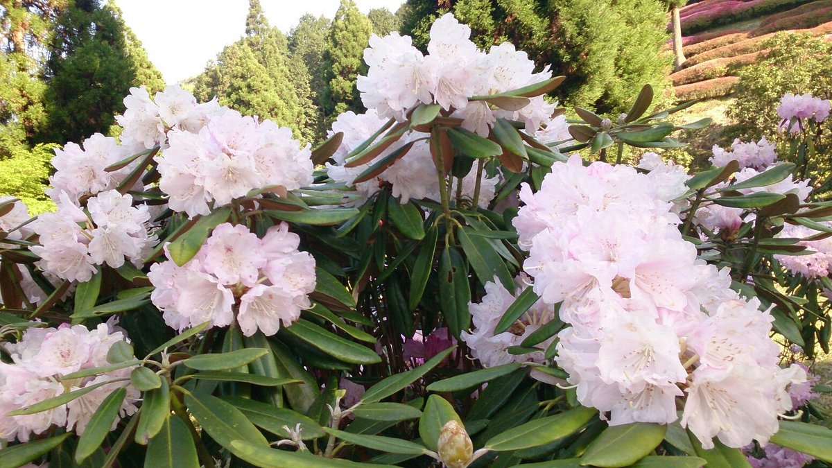 Greenpia Yame cover image