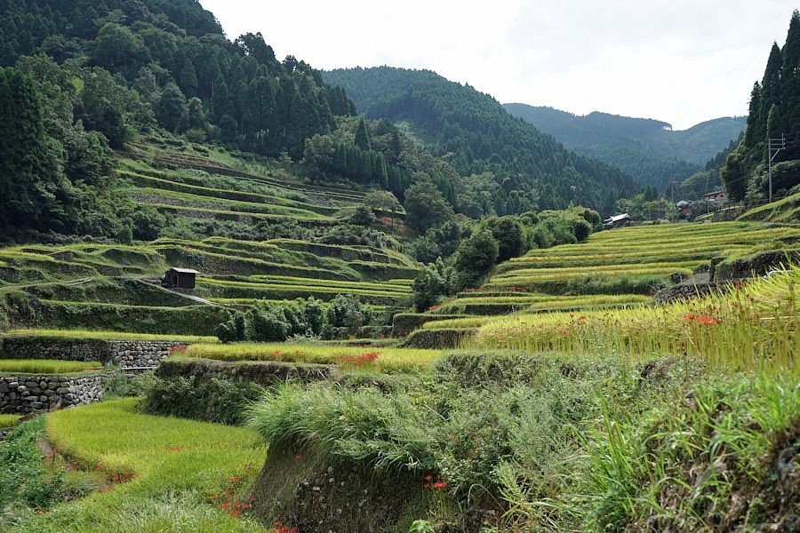 Tsuzura Tanada cover image