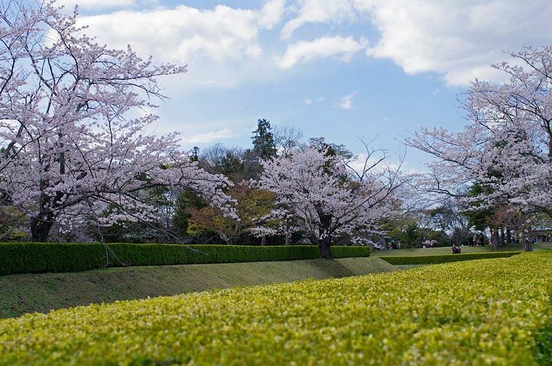 Sakura Castle Site Park cover image