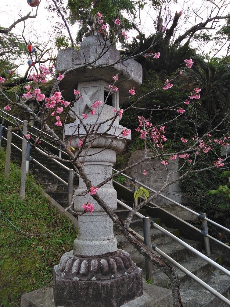 Nago Cherry Blossom Matsuri