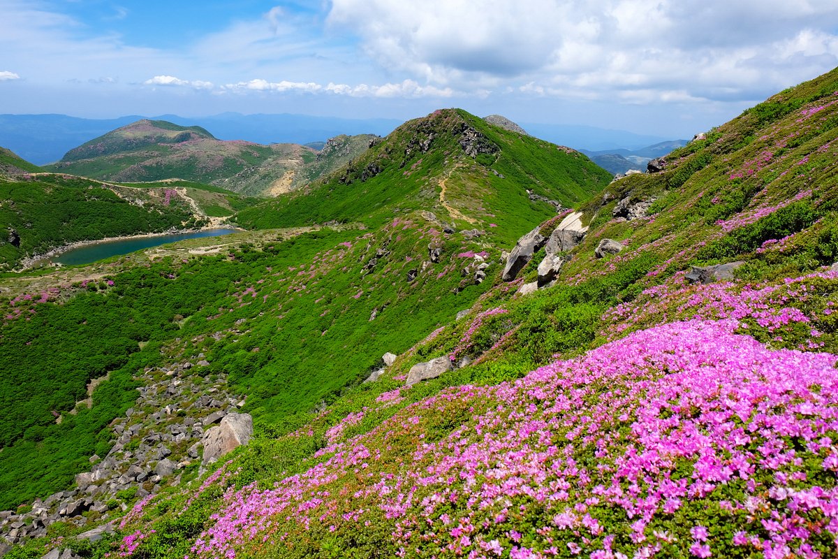 Miyama Kirishima cover image