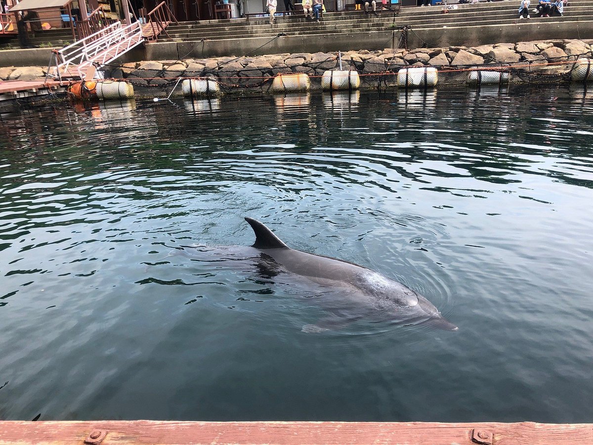 Janohire Dolphin Farm