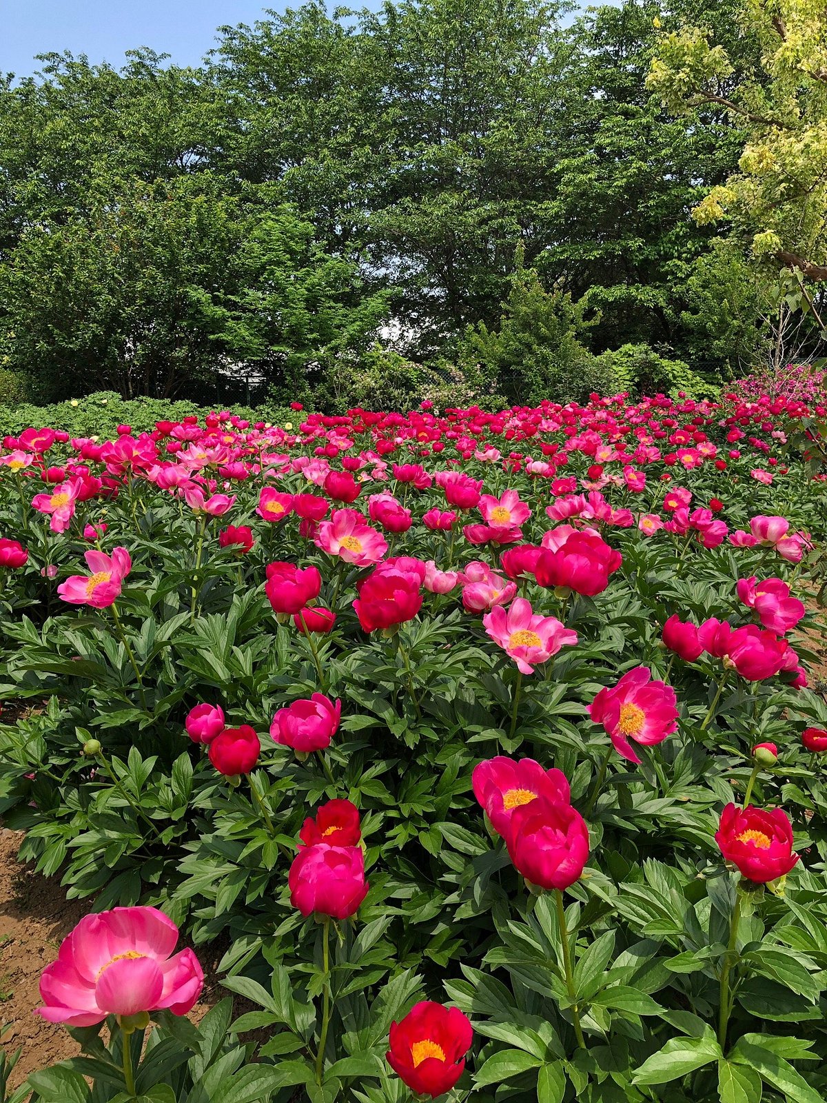 Peony Garden Tokyo (Tsukuba Peony Garden) cover image