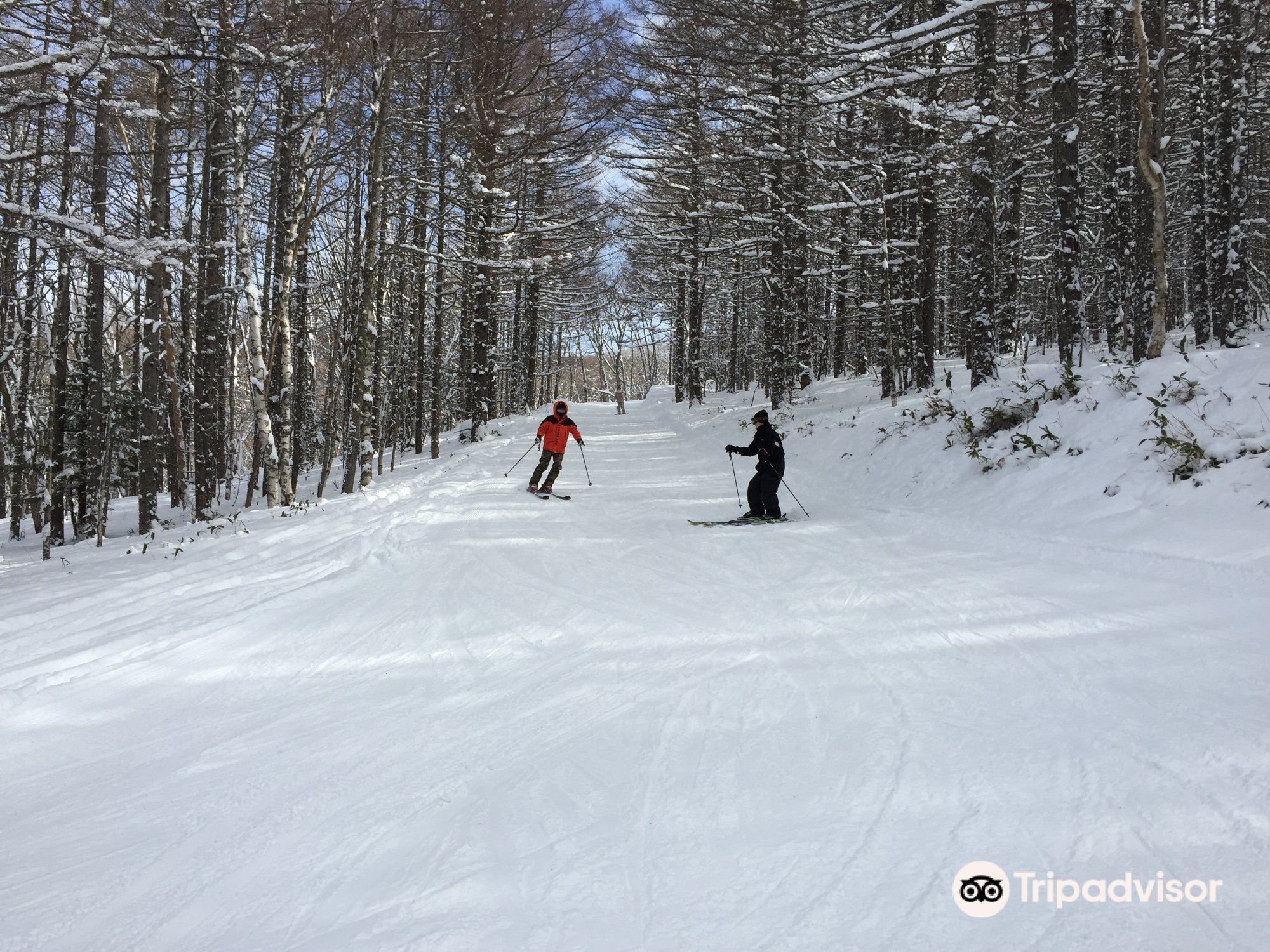 Shirakaba Kogen Kokusai cover image