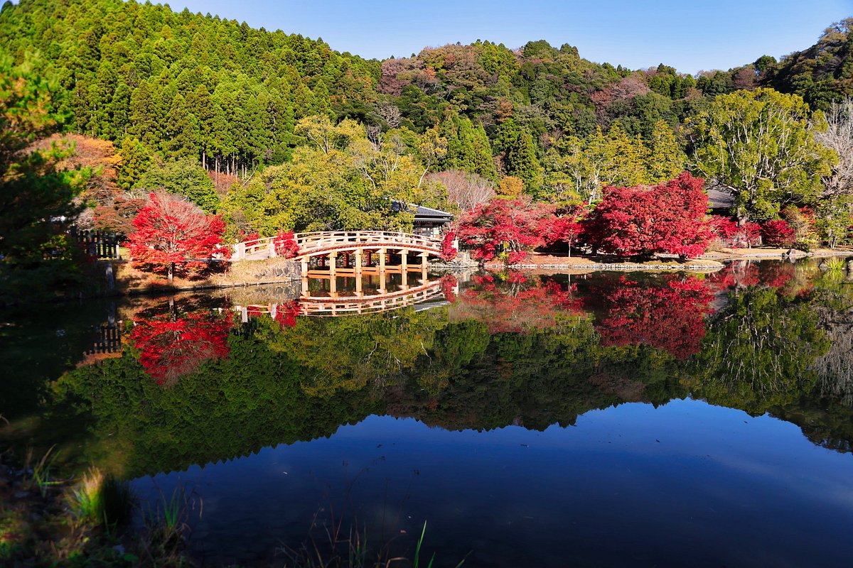Shiramizu Amidado cover image