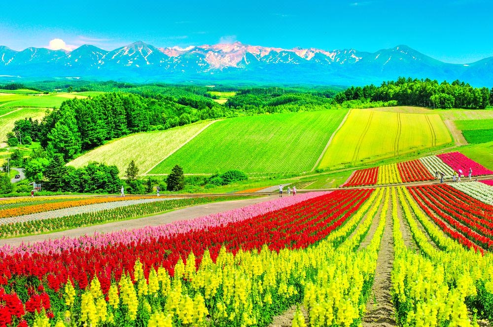 Panoramic Flower Gardens Shikisai-no-oka