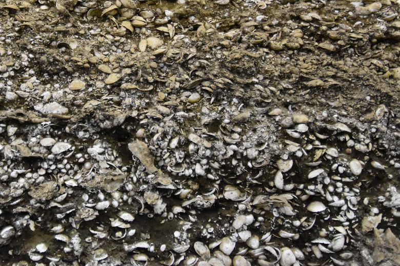 Kasori Shell Mounds cover image