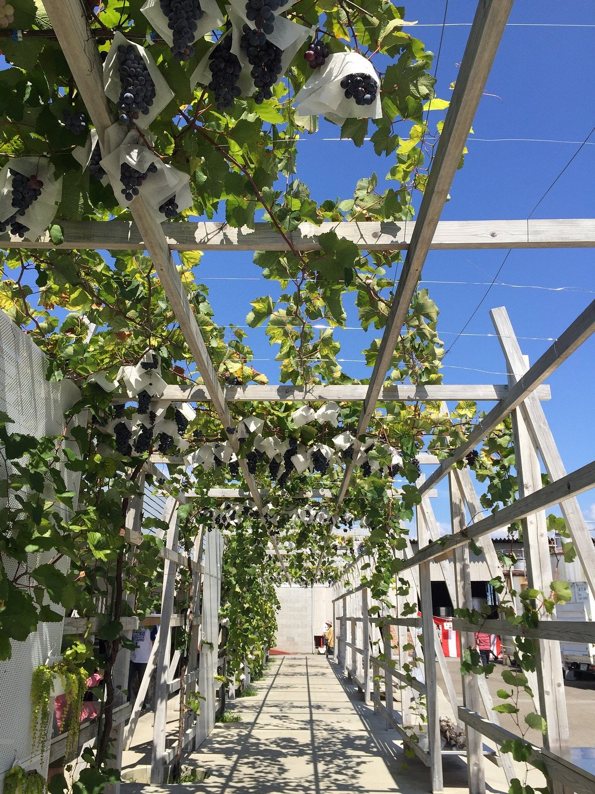 L'orient Wine Shirayuri Brewery