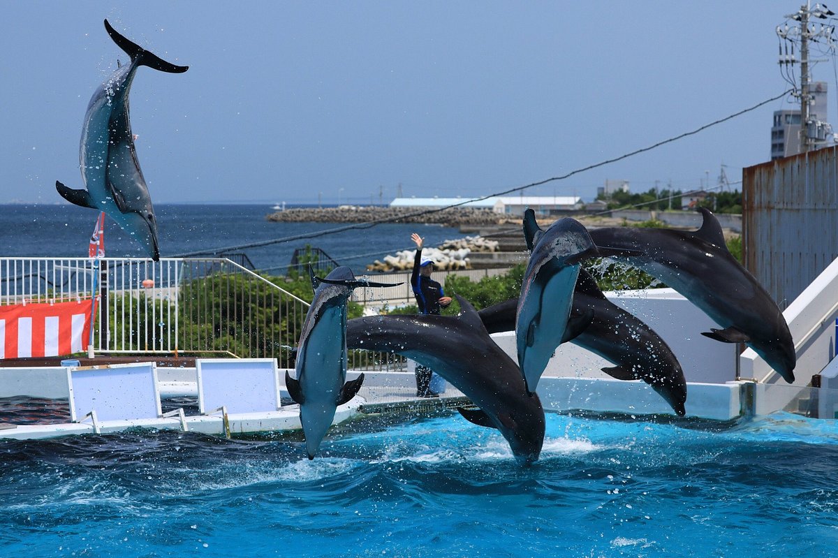 Misaki Amusement Park cover image