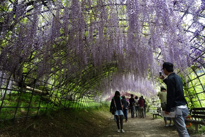 Wisteria Tunnel