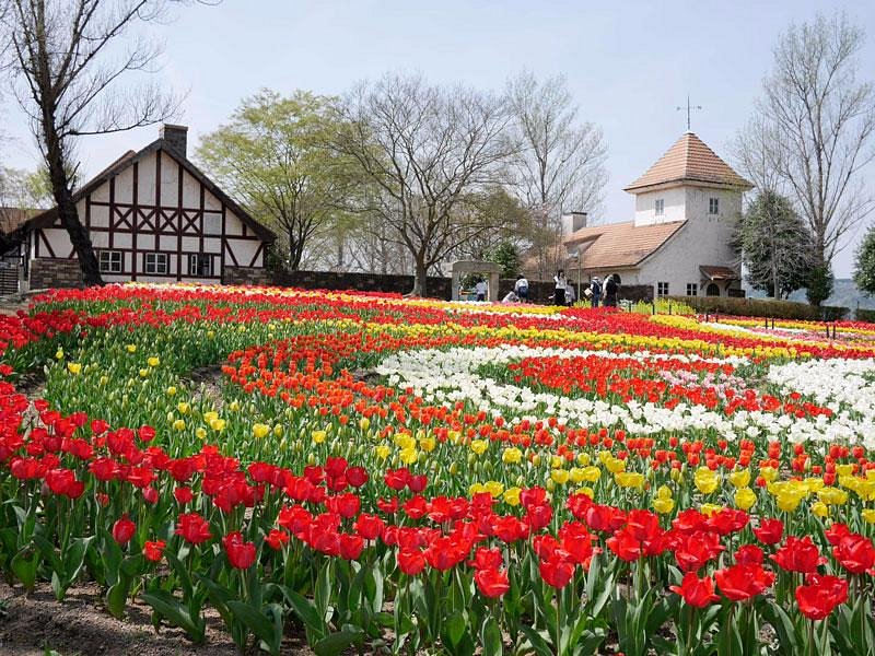 German Forest Kronenberg cover image