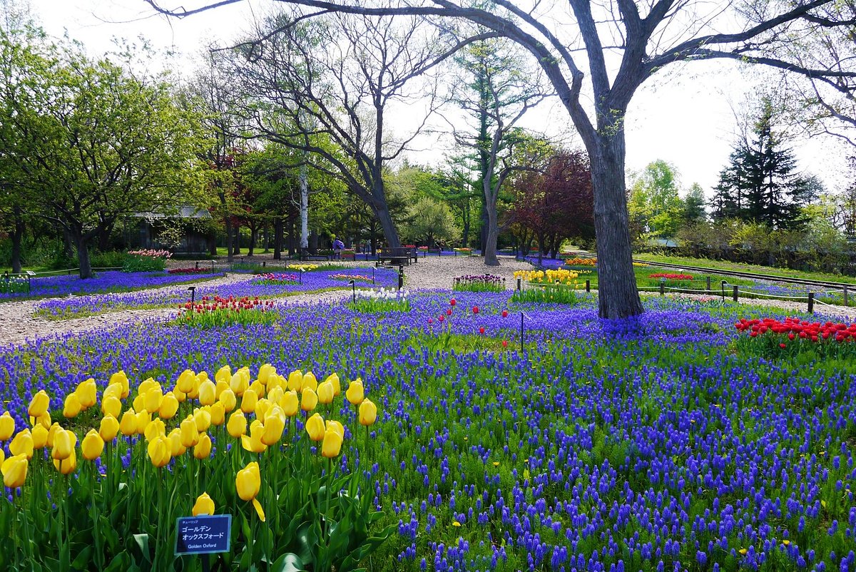 Yurigahara Park cover image