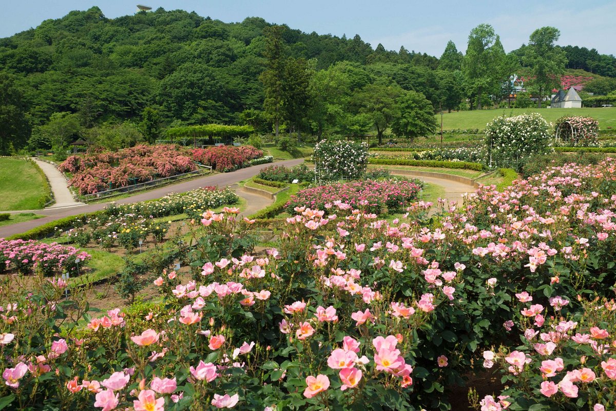 Ibaraki Flower Park cover image
