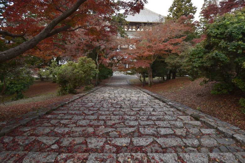 Nekodan (Cat Stairway)