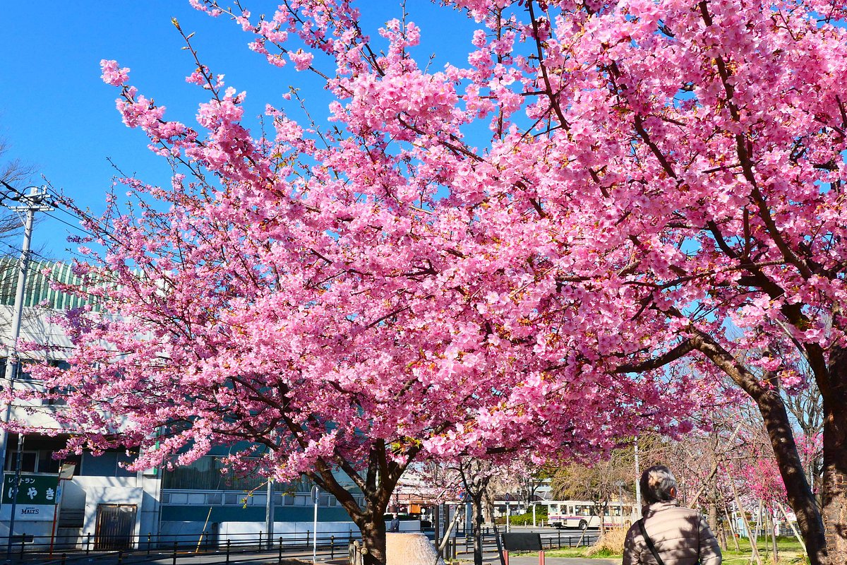 Kyodo No Mori Museum cover image