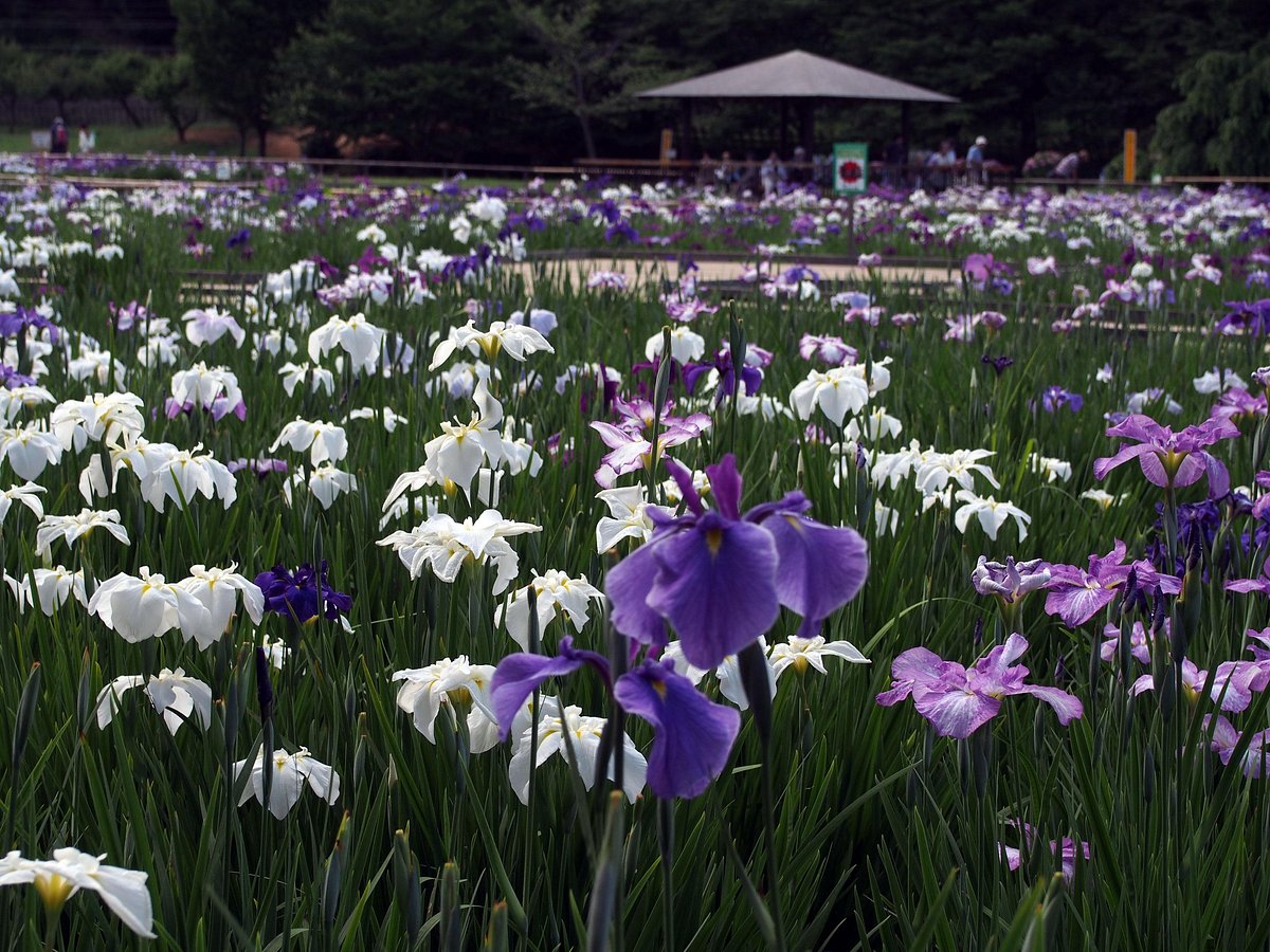 Higashimurayama Shobu Matsuri