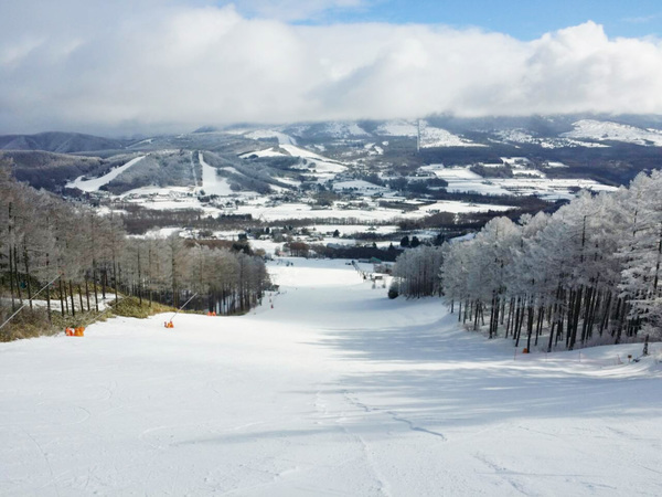 Sugadaira Kogen Pine Beak