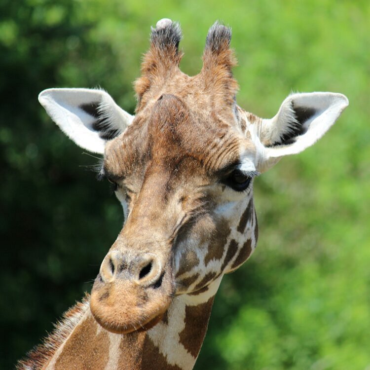 Chiba Zoological Park cover image