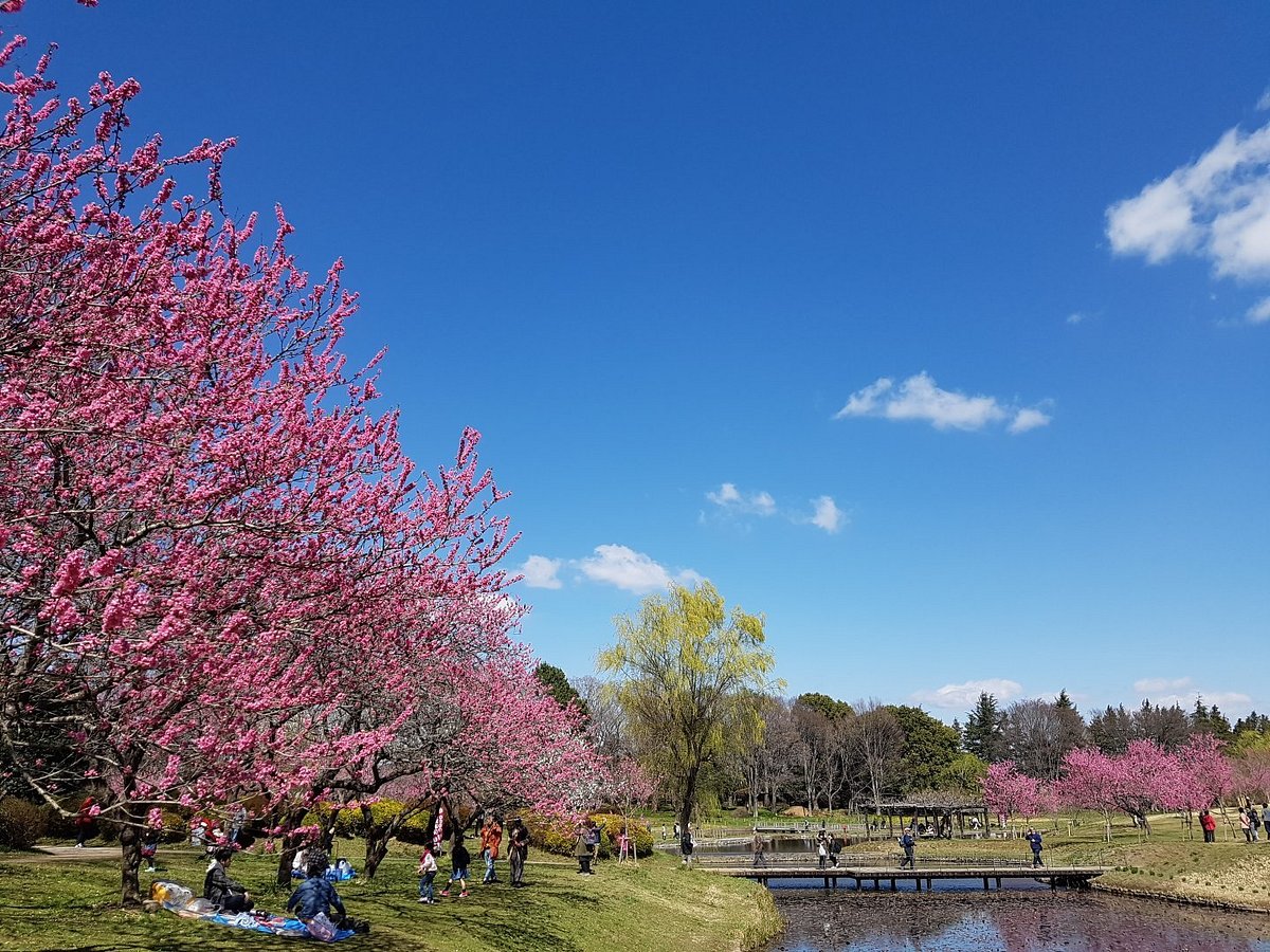 Koga Peach Matsuri cover image