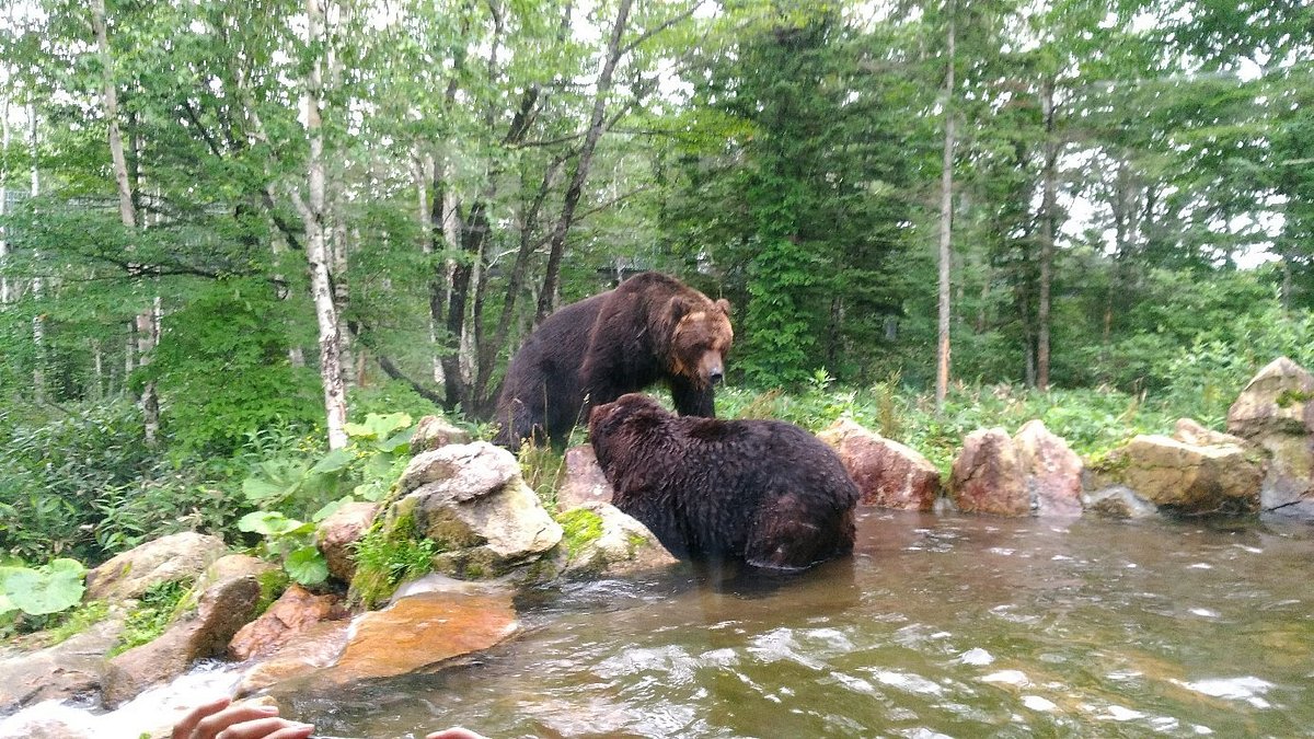 Bear Mountain Sahoro