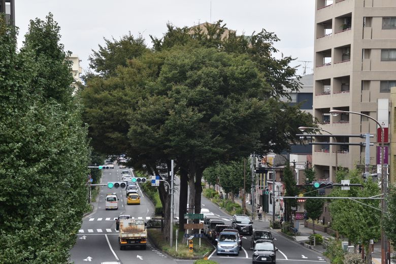 Five Zelkovas of Kami-Itabashi cover image