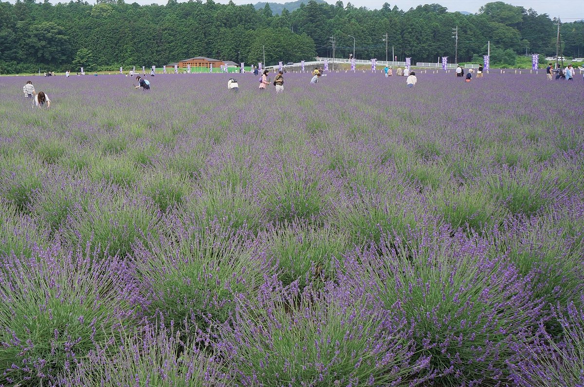 Ranzanmachi Sennen no Sono Lavender Field