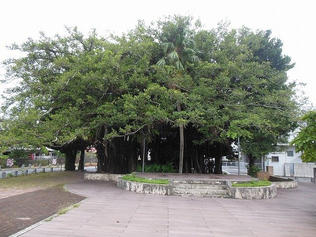 Nago Himpun Banyan Tree