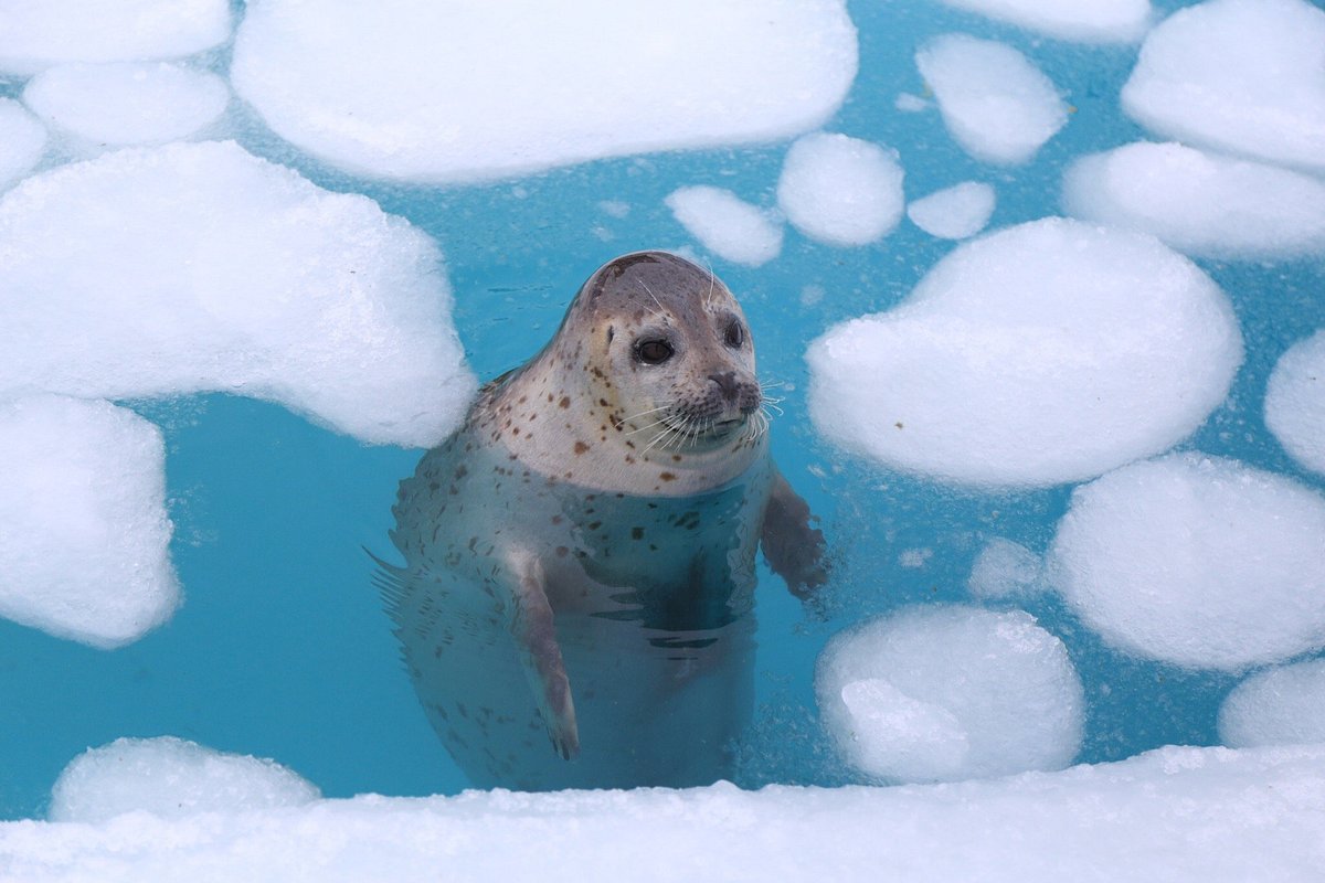 Okhotsk Tokkari Center cover image