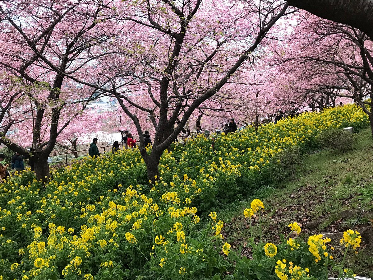 Nishihirahata Park cover image