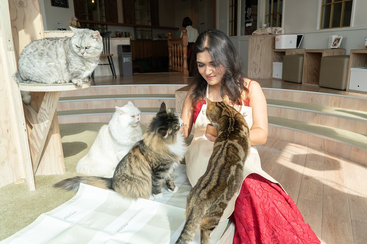 Cat Cafe Mocha Harajuku cover image