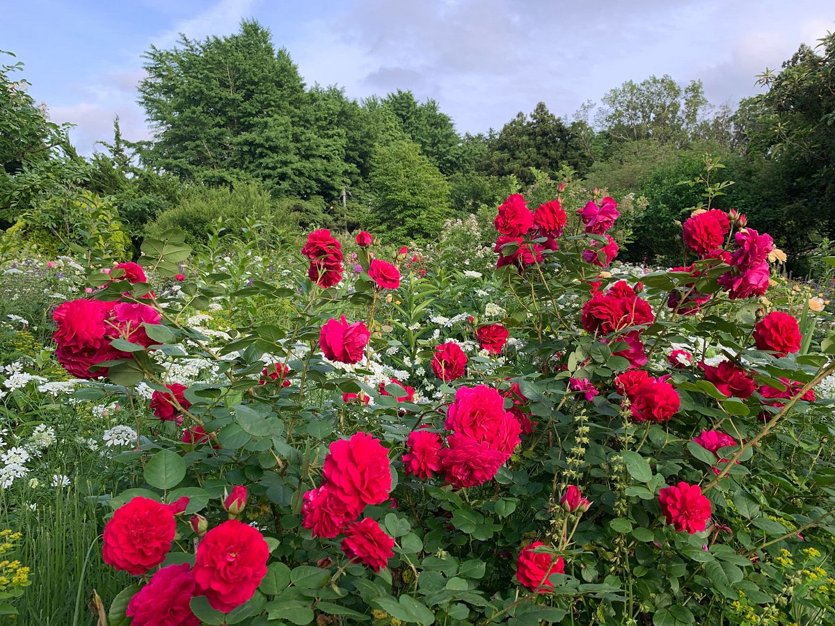 The Dreaming Place Rose Garden cover image