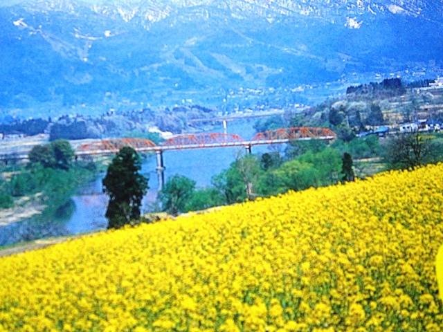 Nanohana Park cover image