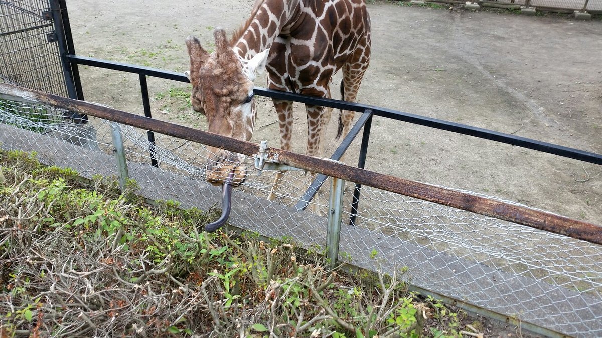 Morioka Zoological Park cover image
