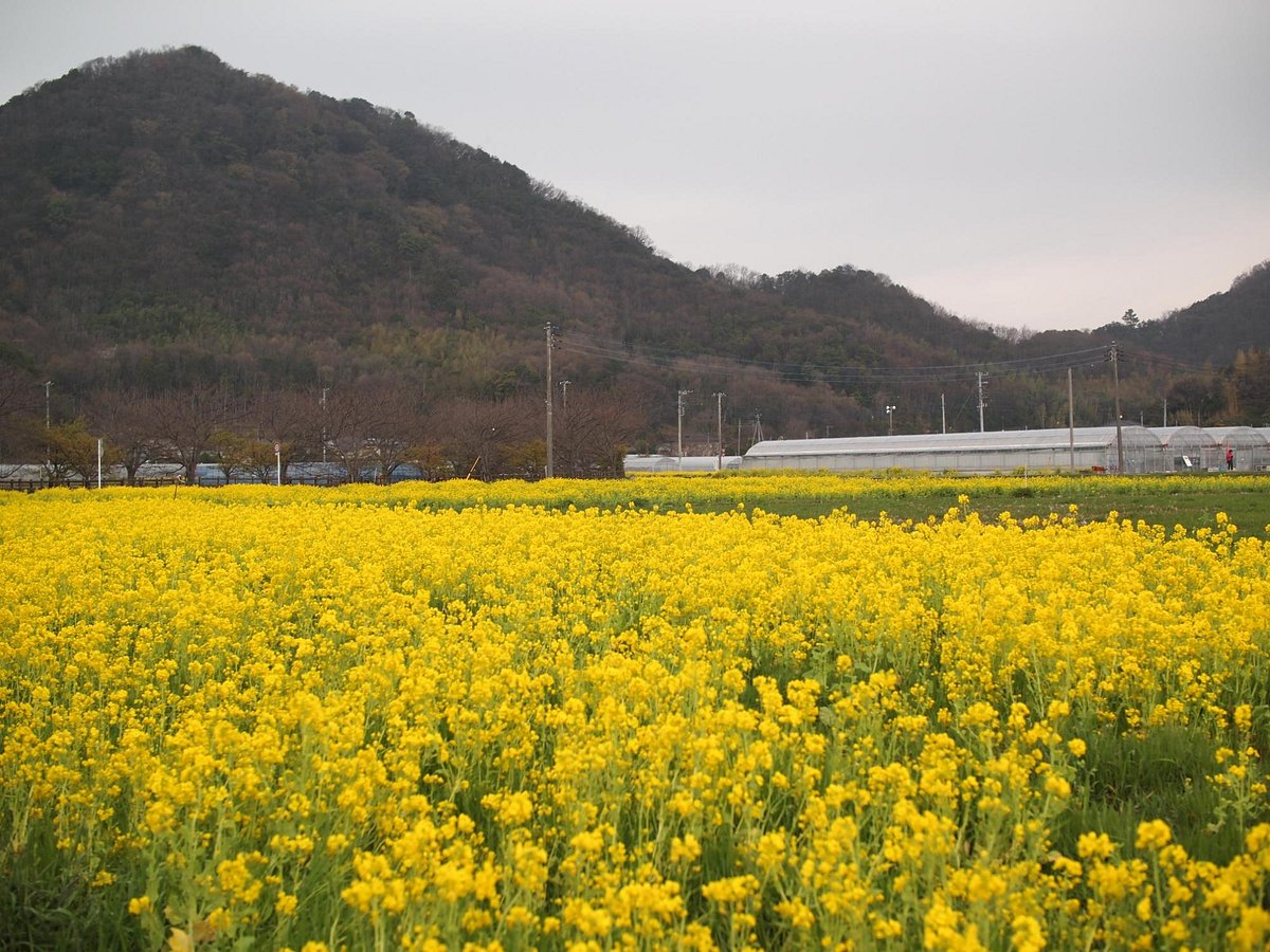 Ema Strawberry Picking Center cover image