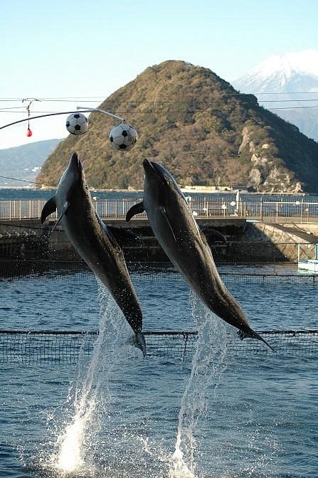 Izu Mito Sea Paradise